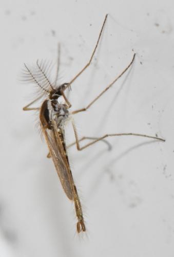 Chaoborus sp.